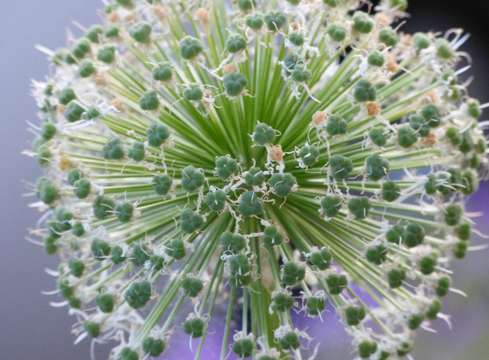 Naturheilpraxis Susanne Koch